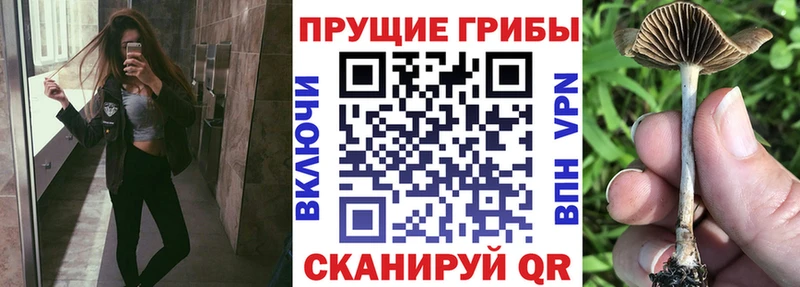 Галлюциногенные грибы Cubensis  Дубовка 